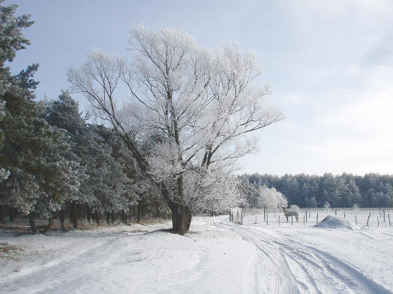 "Зимняя дорога"
