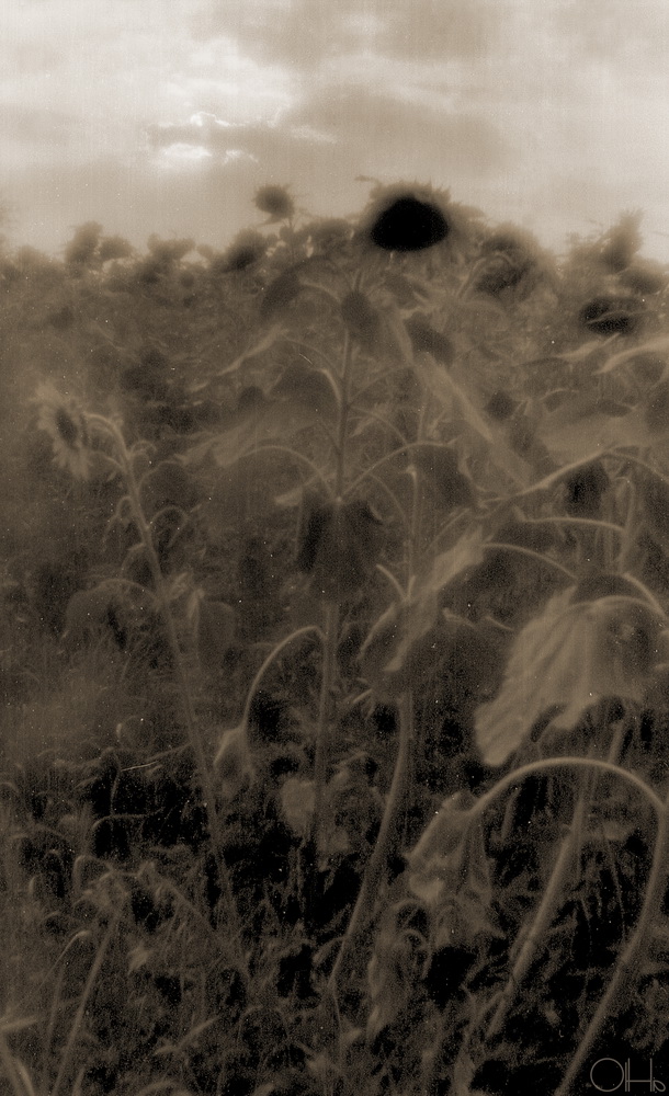 "Подсолнухи"