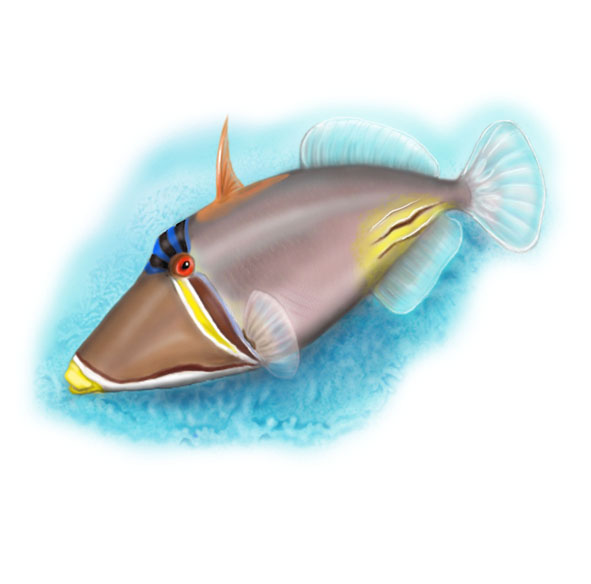 Спинорог Пикассо