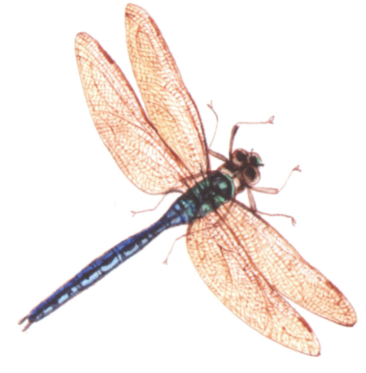 акварель "стрекоза_2"