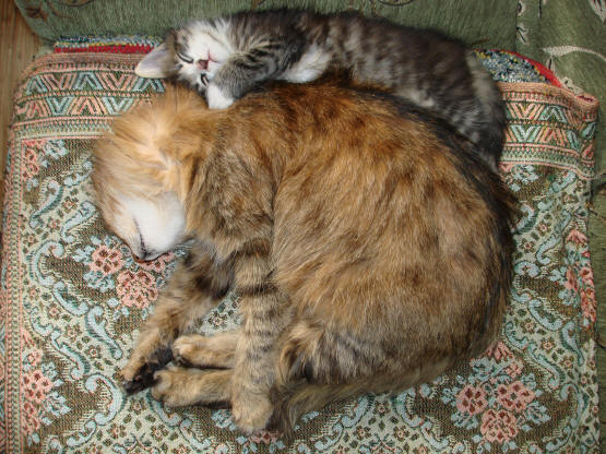 "Сладкий сон"