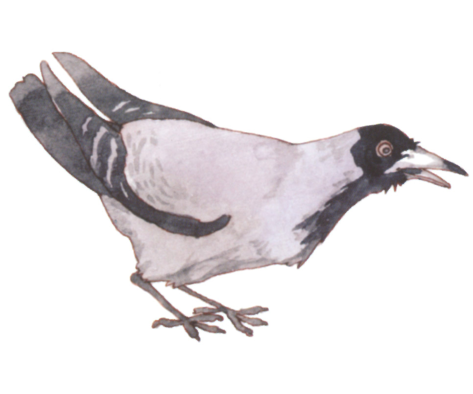 акварель "ворона_2"