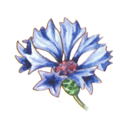 акварель "василек"
