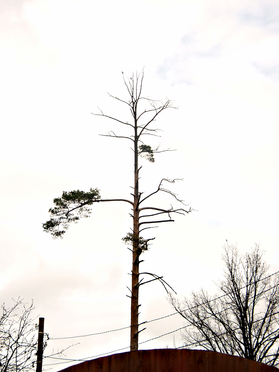 Еще одно готическое дерево