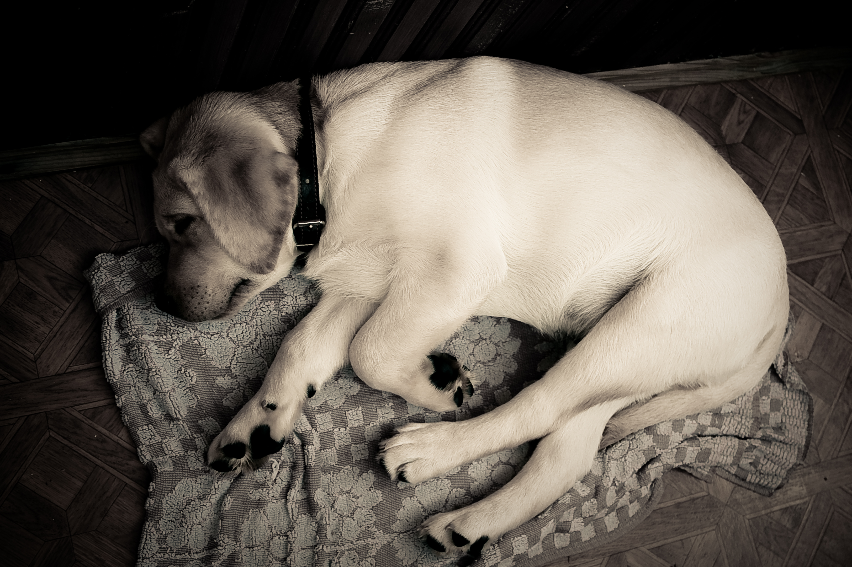 спящий щенок