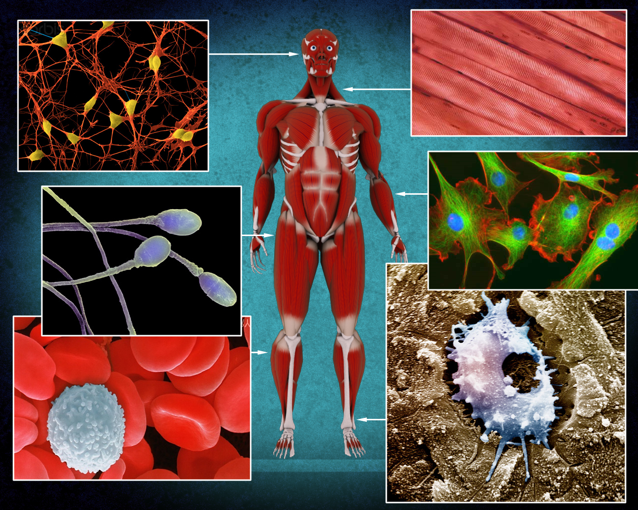 Портреты клеток