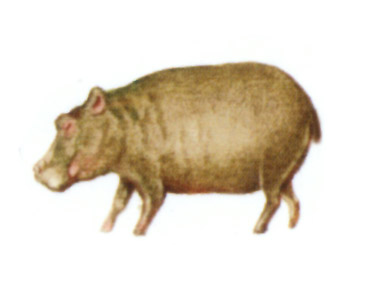 акварель "бегемот"