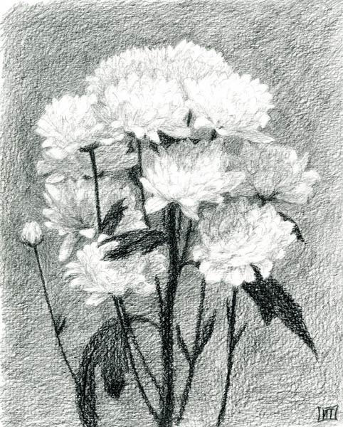 Хризантемы