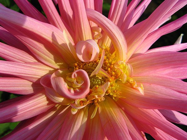 Вдохновение