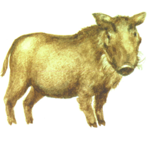 акварель "кабан"