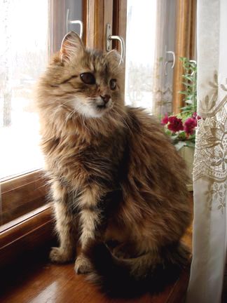 "Сидит кошка на окошке"