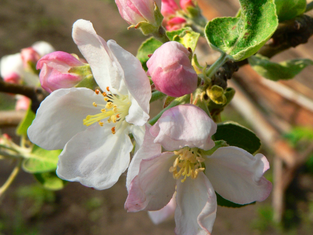 яблони в цвету