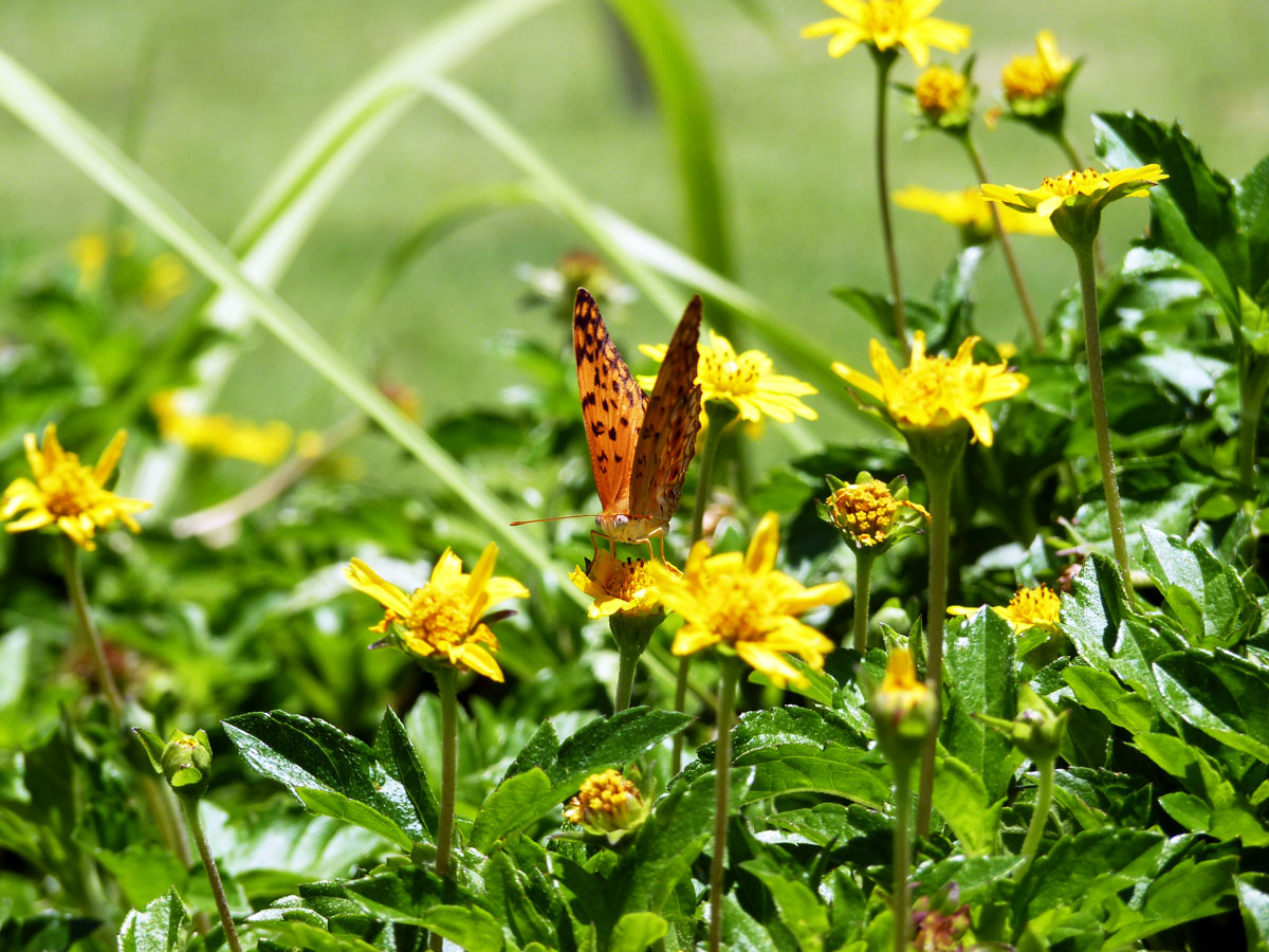 Вьетнамская шоколадница