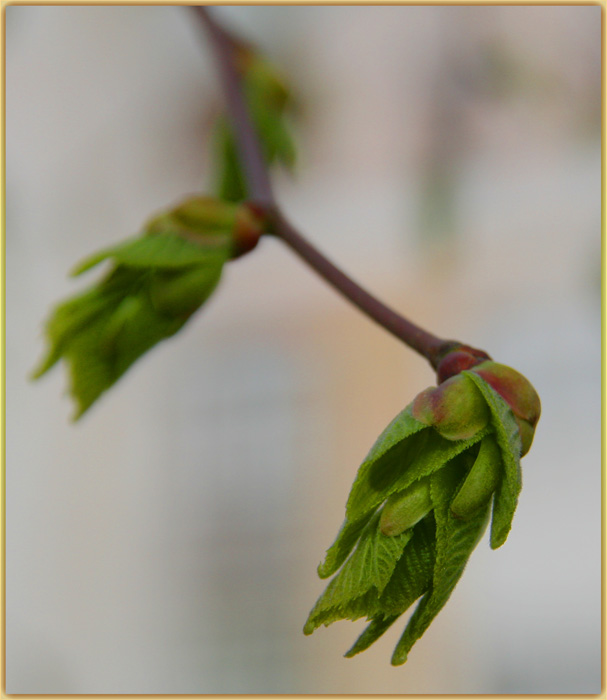 весна пришла)