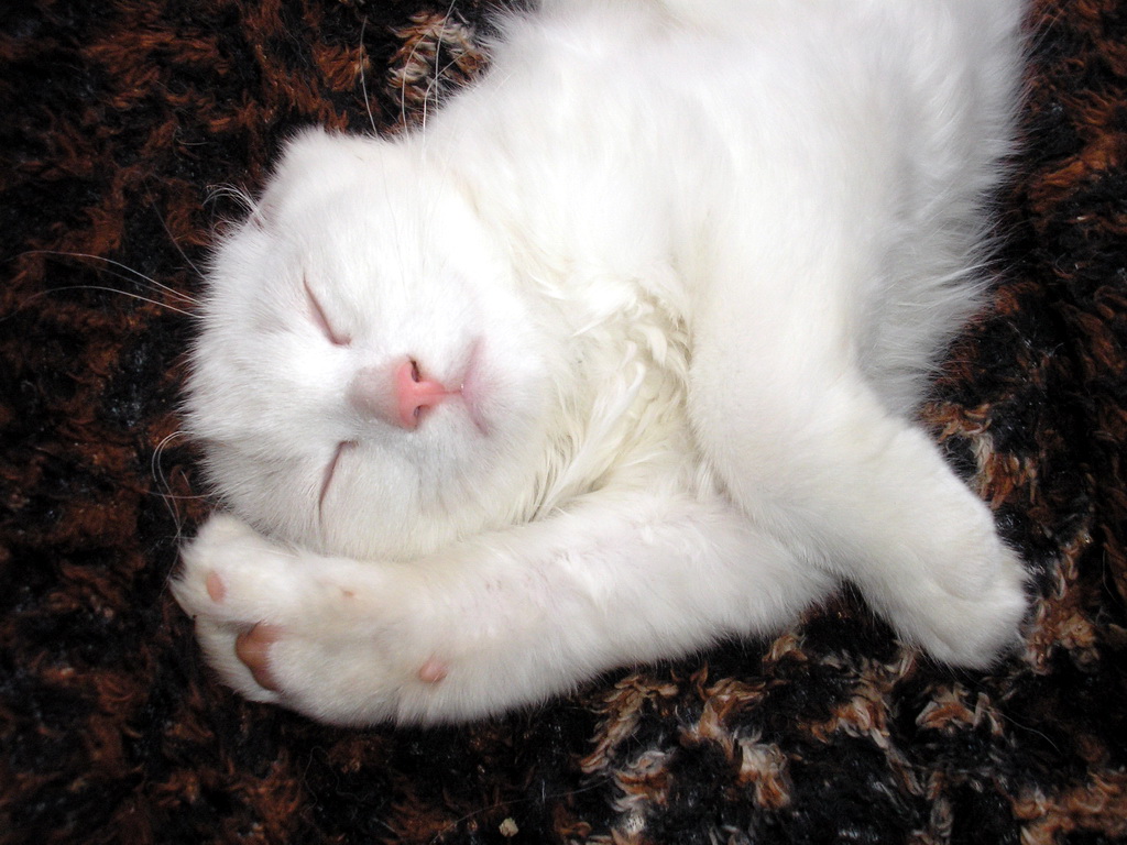 Стена непонимания