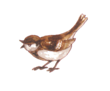 акварель "воробей"