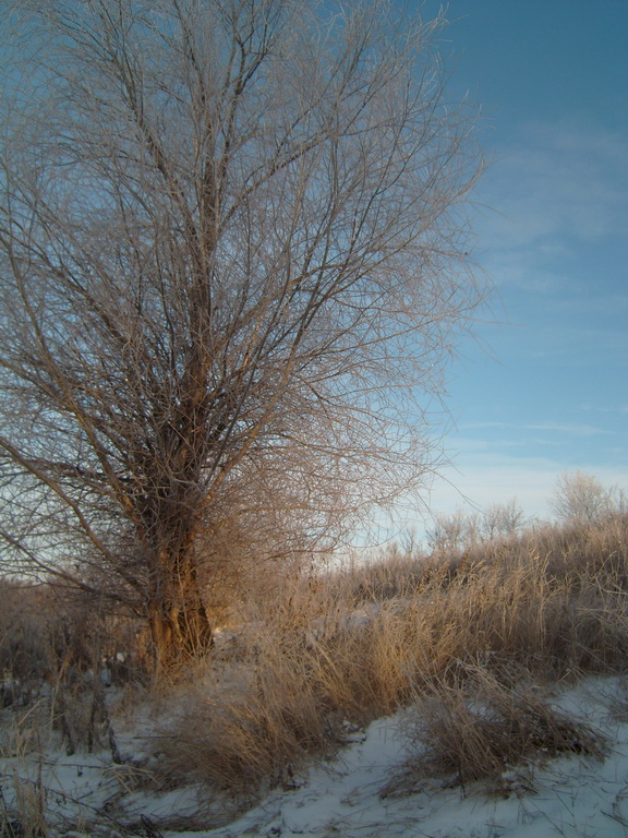 Дерево у дороги