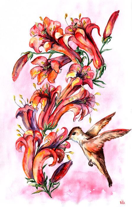 колибри акварель