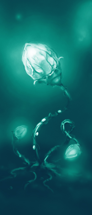 Неизвестный цветок