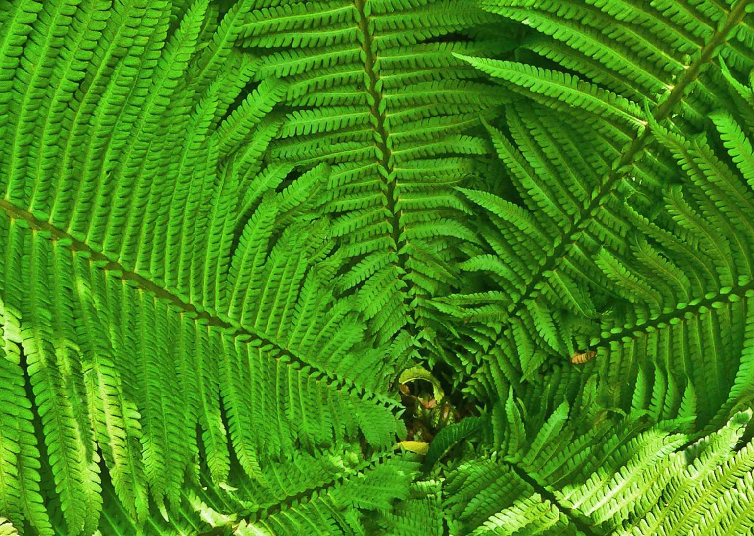 папоротник