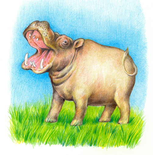 бегемот. цв. карандаш