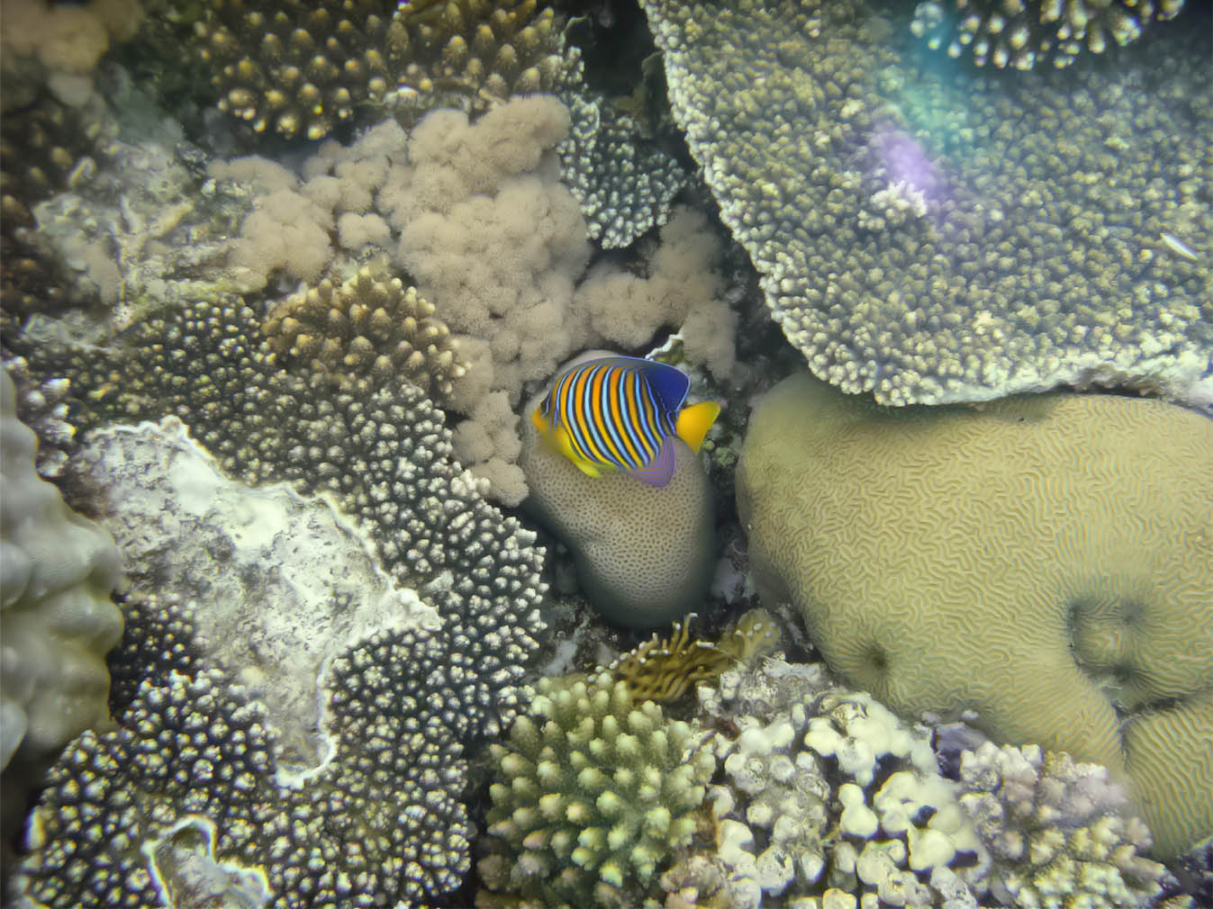 подводные фотографии