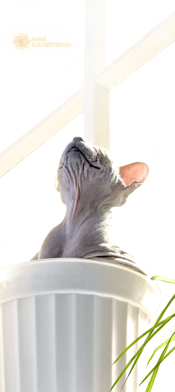 подсолнУХО