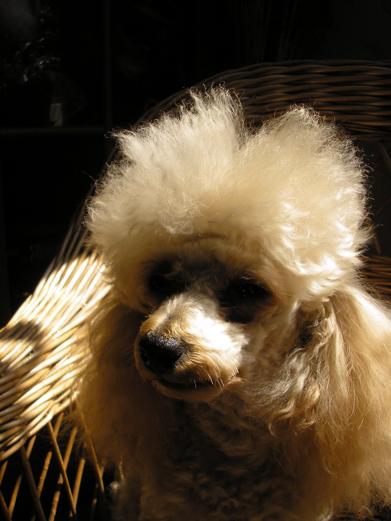 Адюл - провокатор