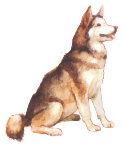 акварель "собака"