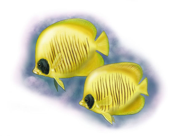 Желтая Зебра