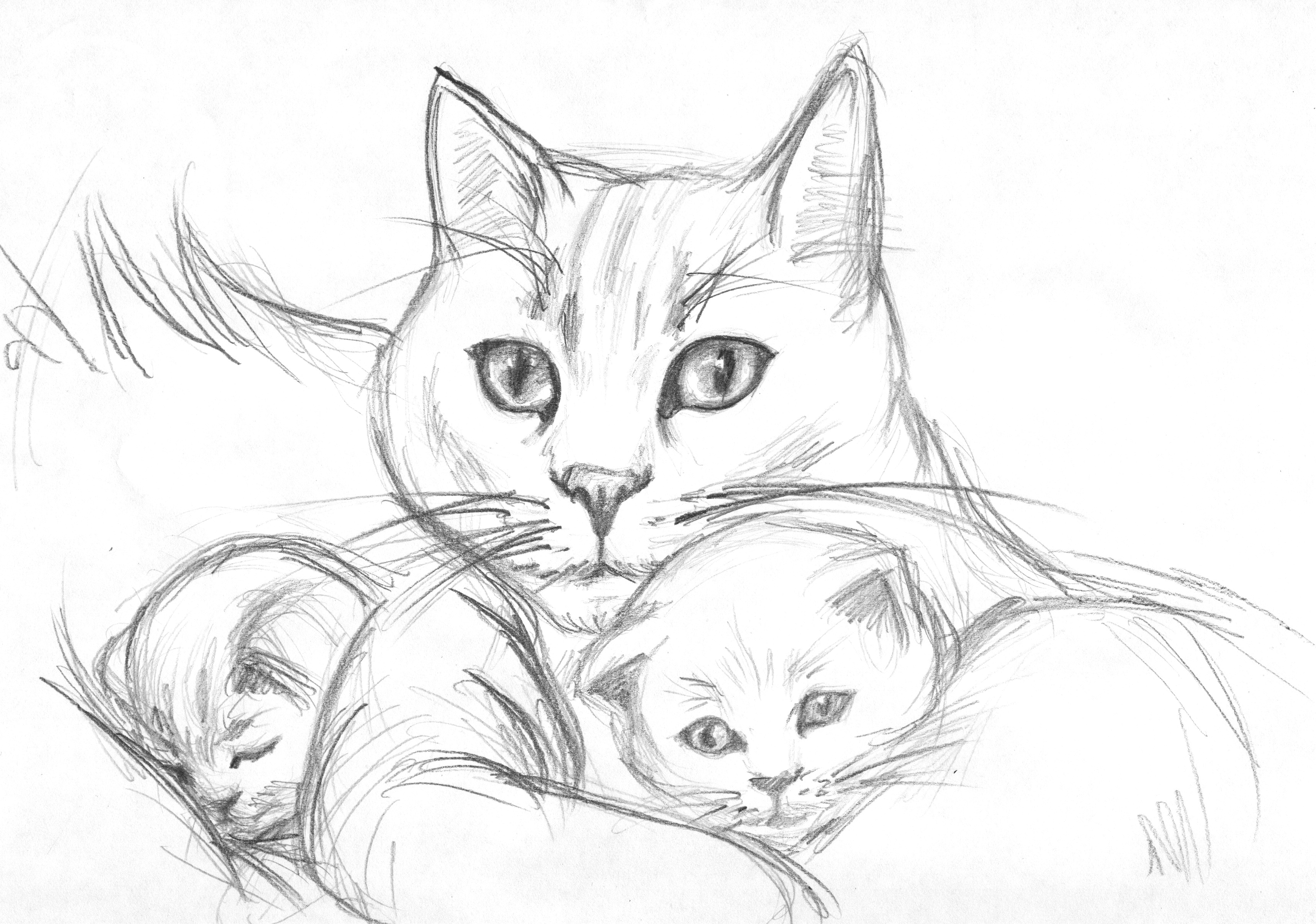 зарисовка под раскраску кошки