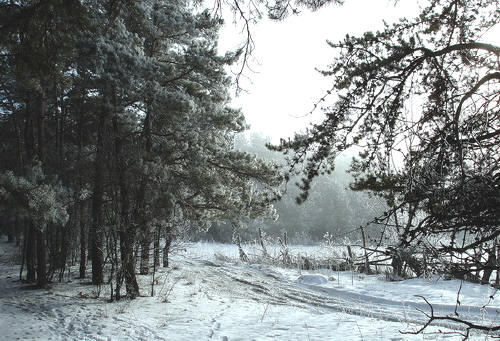 "Мороз и солнце"