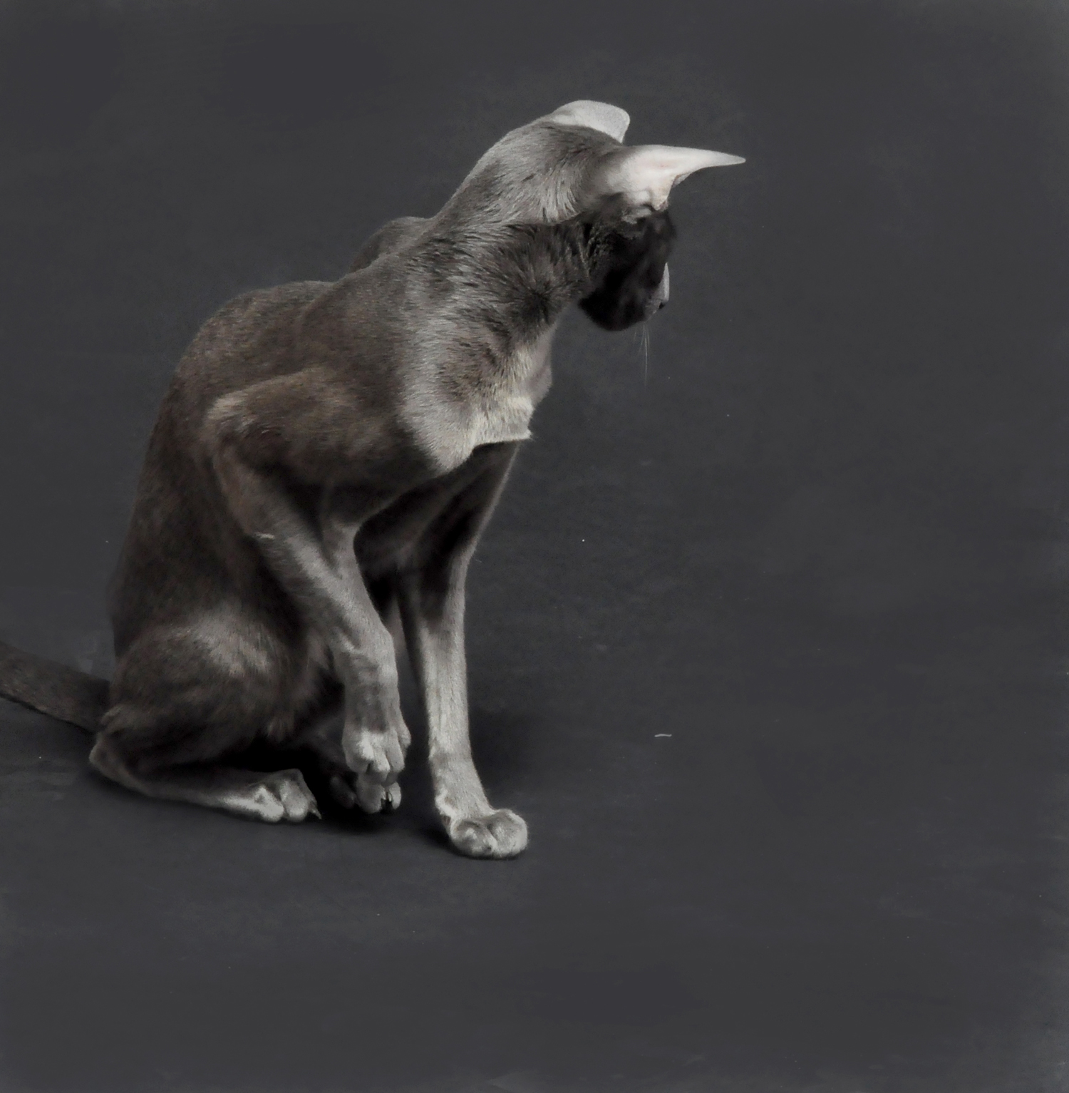 Коты, животные.