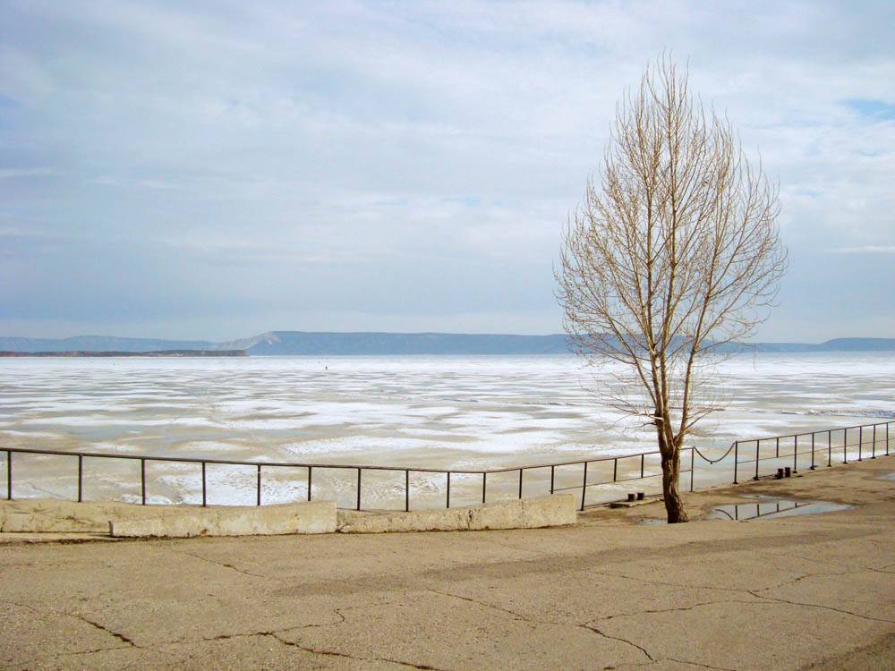 Дерево на асфальте