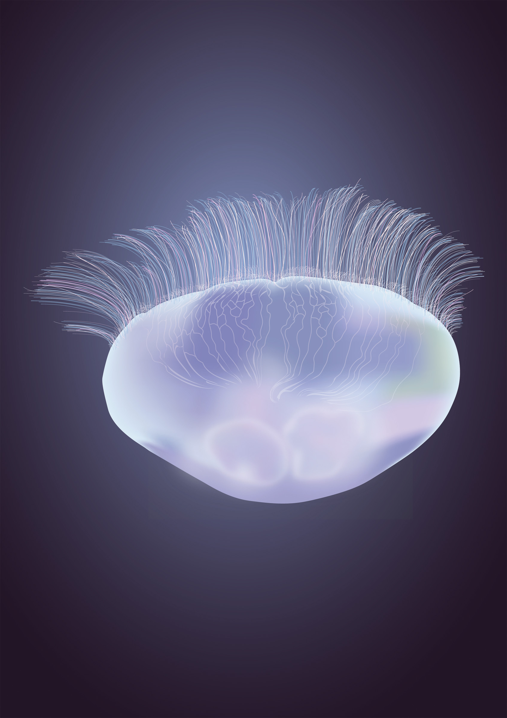 Jelly-fish