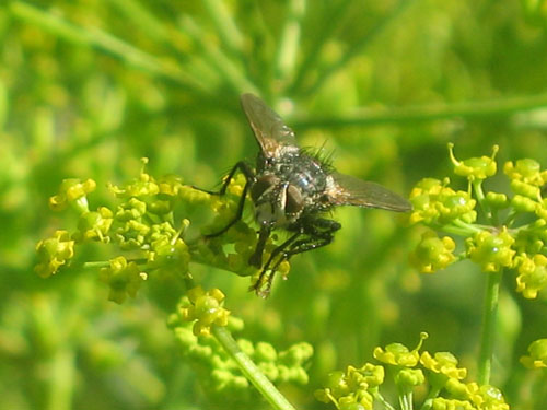 прикрепленный файл