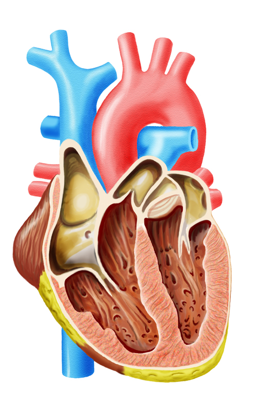 Сердце в разрезе