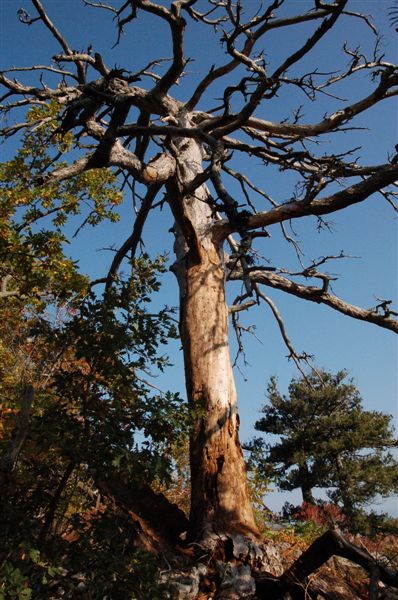 Смерть гиганта