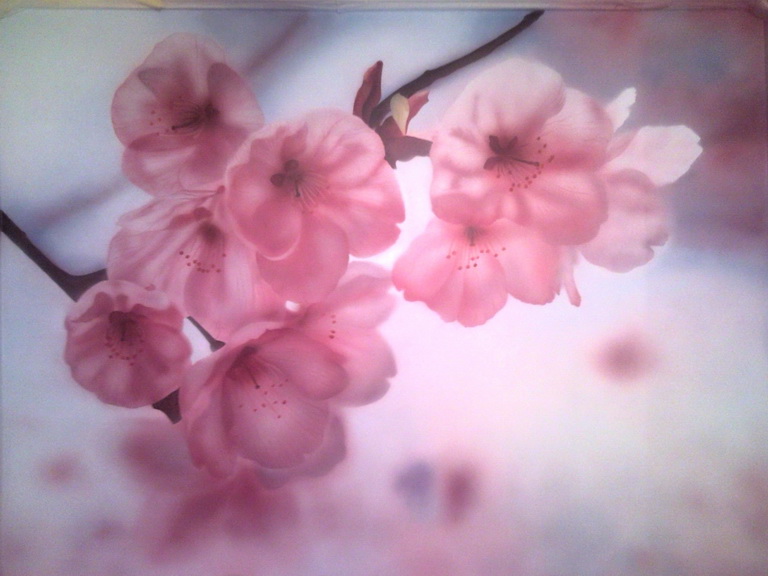 Ветка сакуры