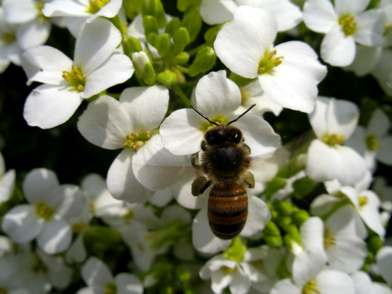 Пчела за работой