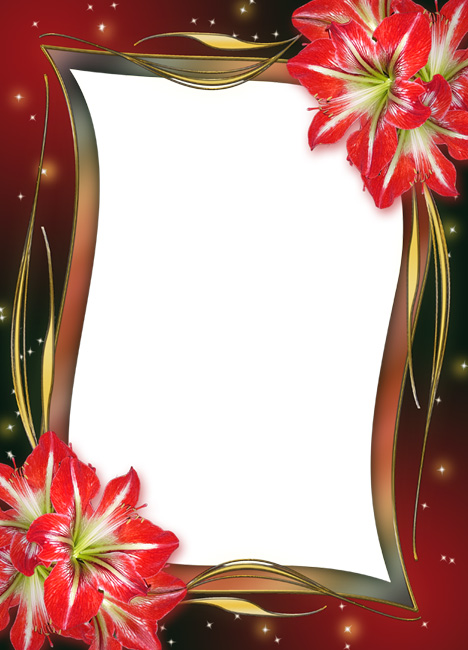 Рамка с гиппеаструмами.