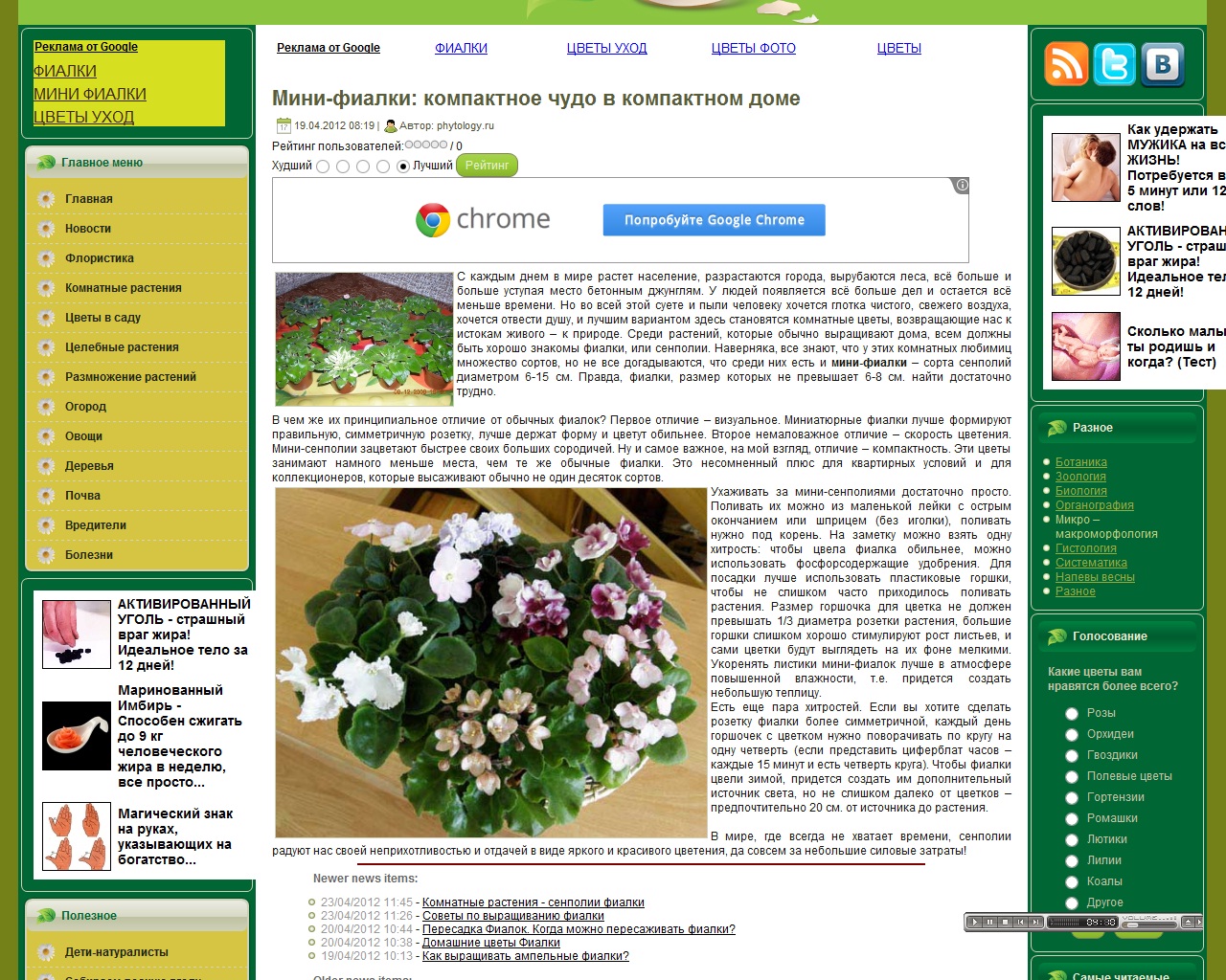 Мини-фиалки:компактное чудо в компактном доме.