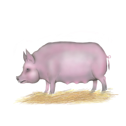 Свинка  для детской книжки стихов 