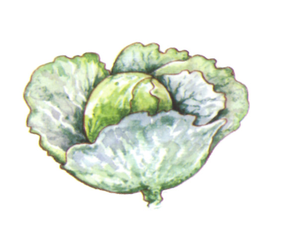 акварель "капуста"