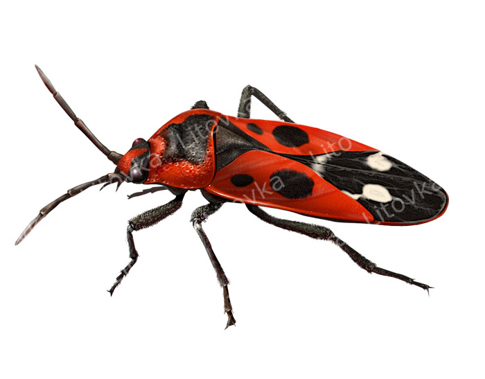 клоп солдатик