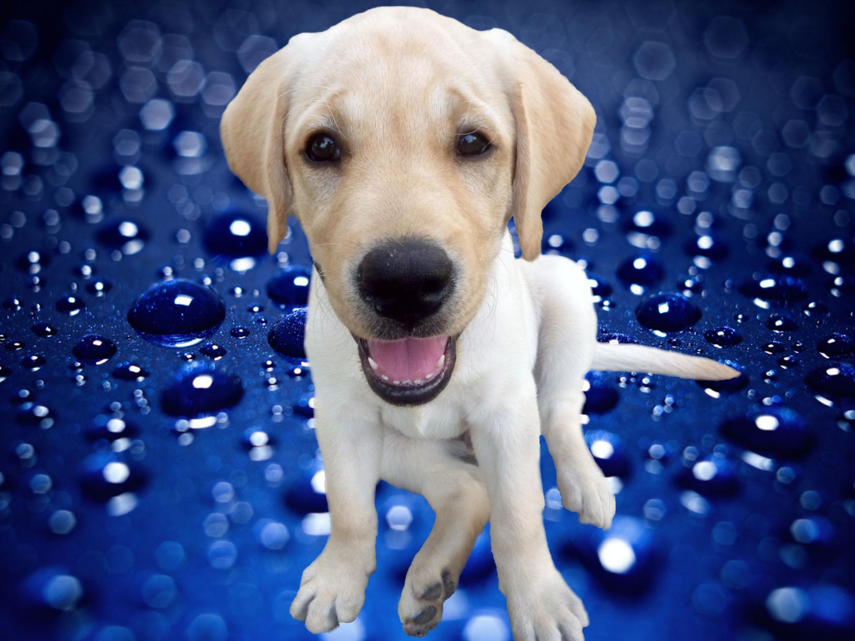 Фотошоп мой пёс.