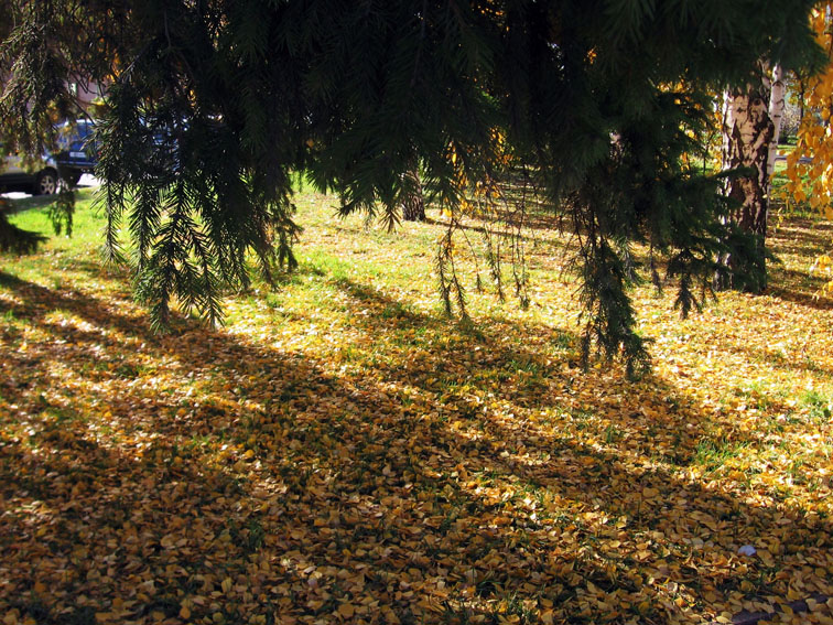 Прогулки по  городу...