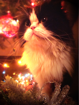 прикрепленный файл