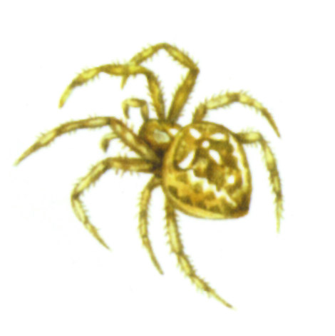 акварель "паук"