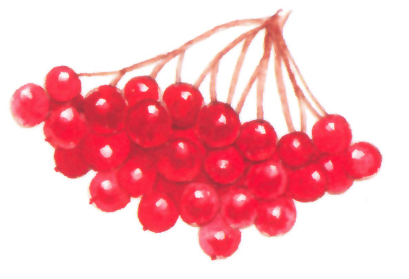 акварель "гроздь"